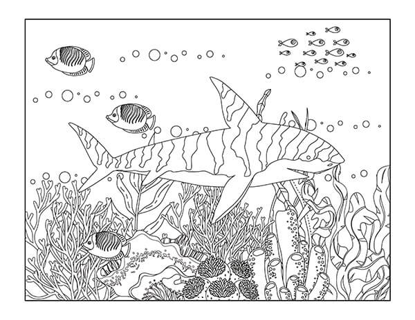 Desenhos de Tubarão Tigre e Animal Marinho para colorir