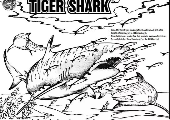 Desenhos de Tubarão Tigre para colorir