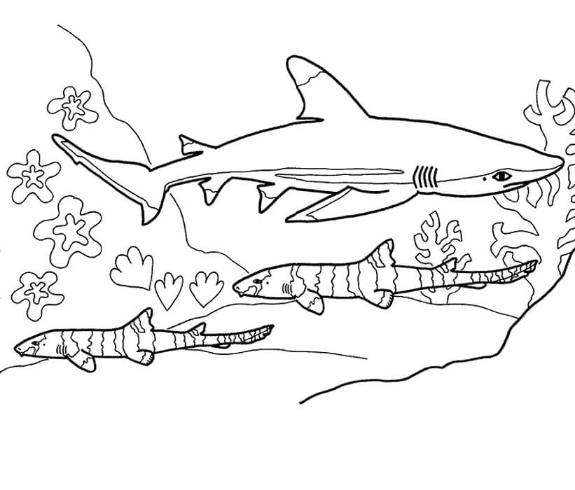 Desenhos de Tubarão-Touro Subaquático para colorir