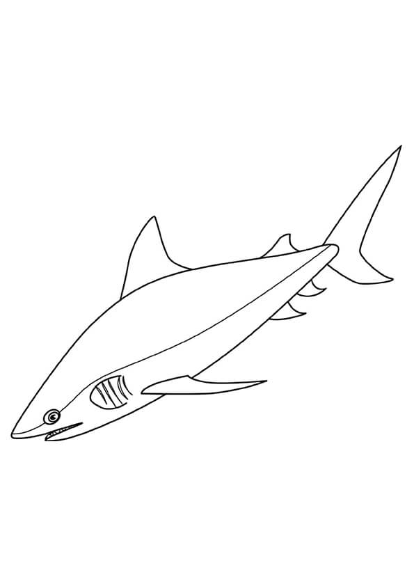Tubarão Touro para colorir