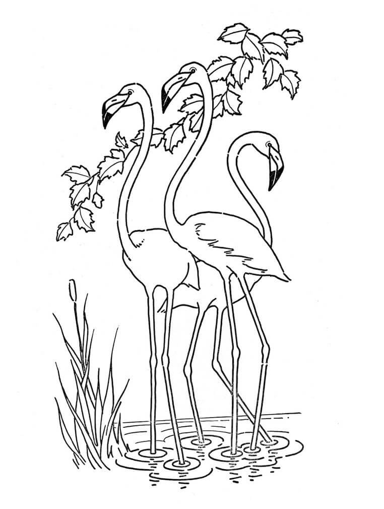 Um Bando de Flamingos para colorir