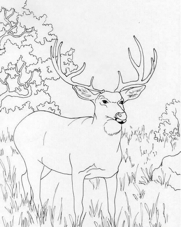 Desenhos de Veado Selvagem 5 para colorir