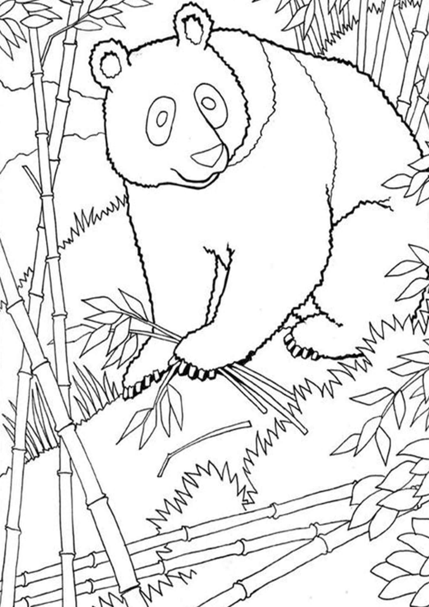 Desenhos de Panda com Árvore de Bambu para colorir