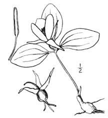 Desenhos de Trillium Nivale para colorir