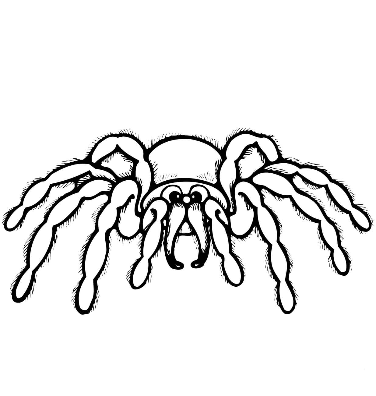 Desenhos de Aranha Assustadora para colorir