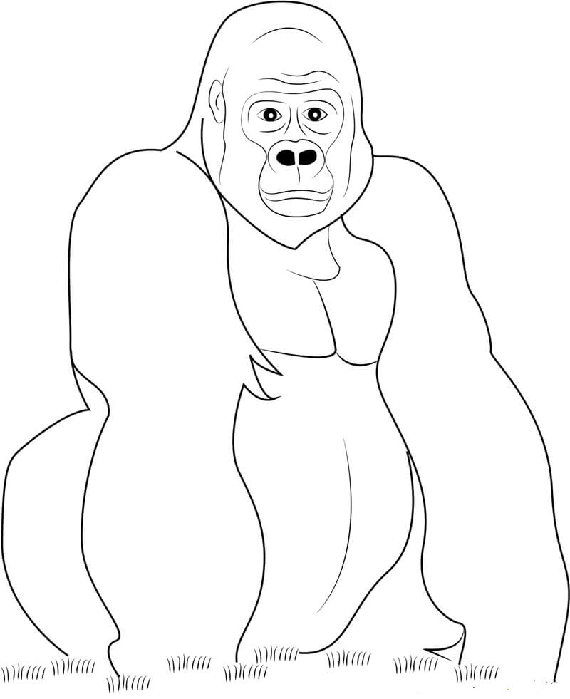 Bom Gorila para colorir