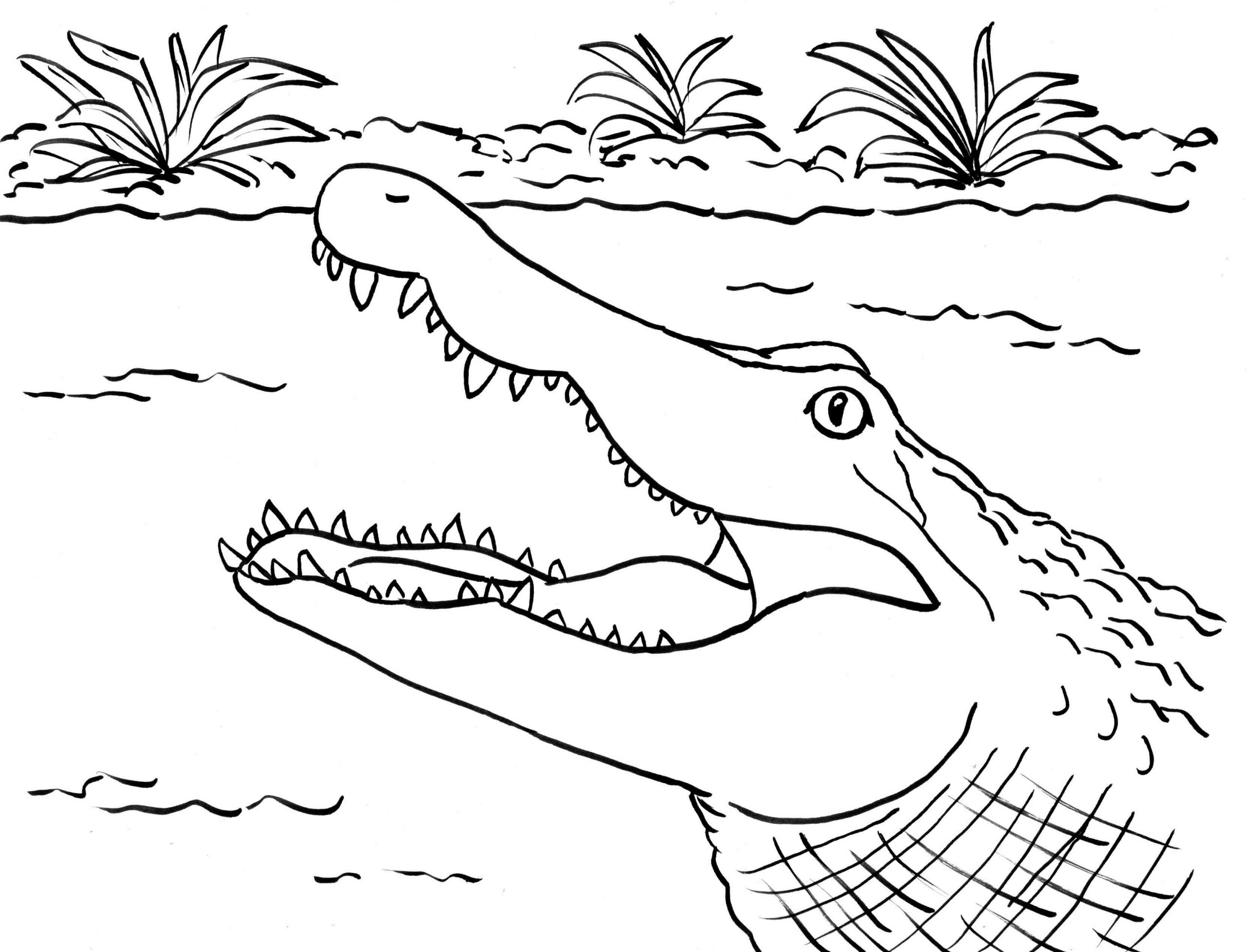 Desenhos de Cara de Crocodilo para colorir