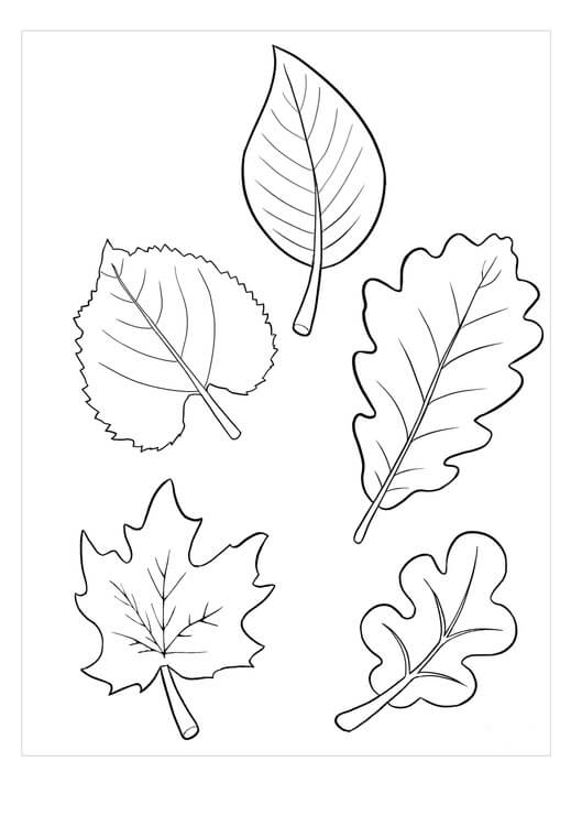 Cinco Folhas para colorir