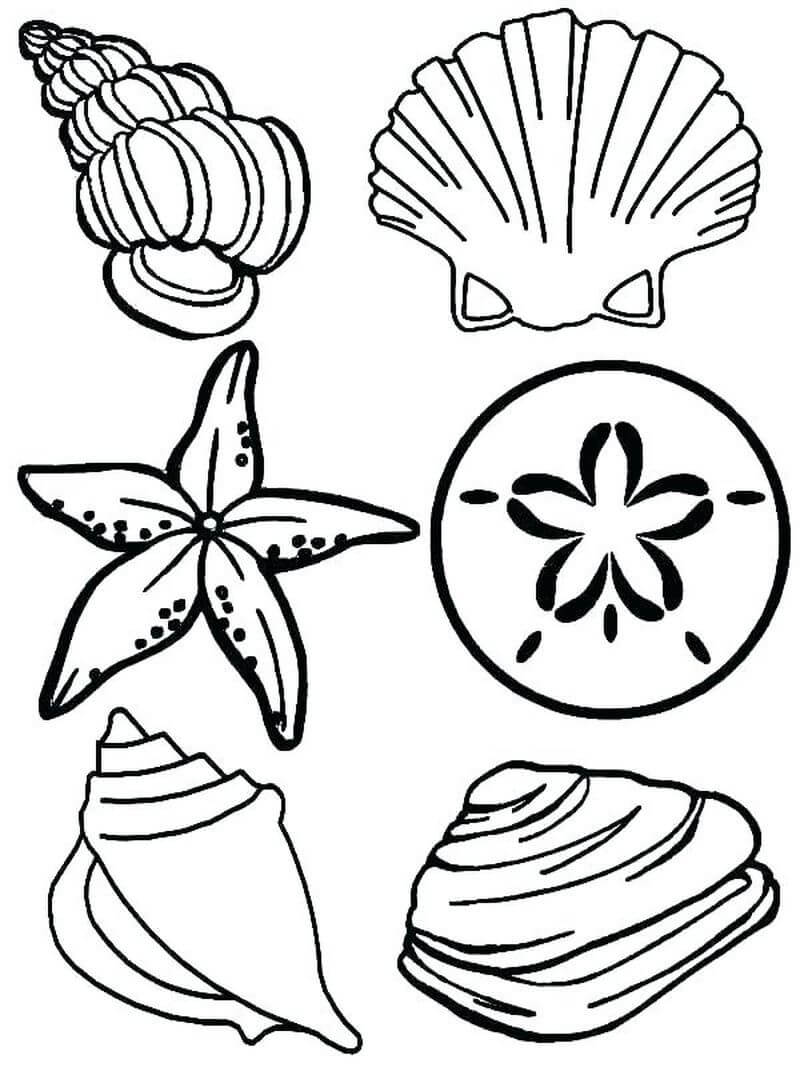 Desenhos de Concha e Animal Marinho para colorir