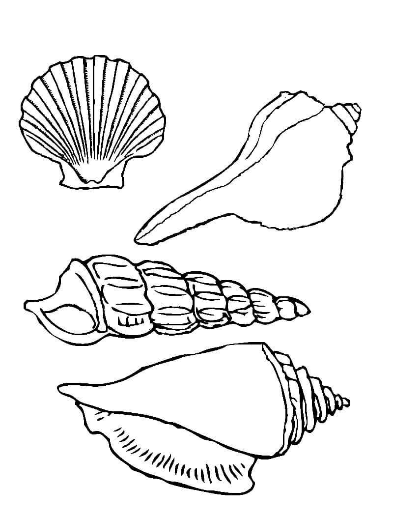 Desenhos de Conchas do mar e Caracóis para colorir