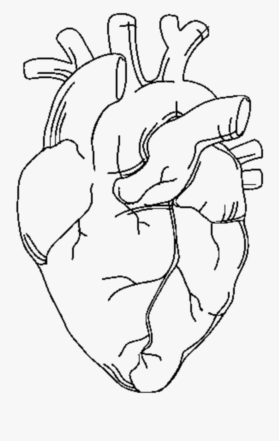 Desenhos de Corpo Coração para colorir