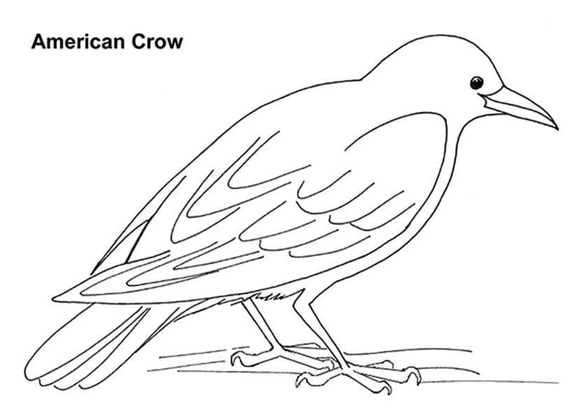 Desenhos de Corvo Americano para colorir