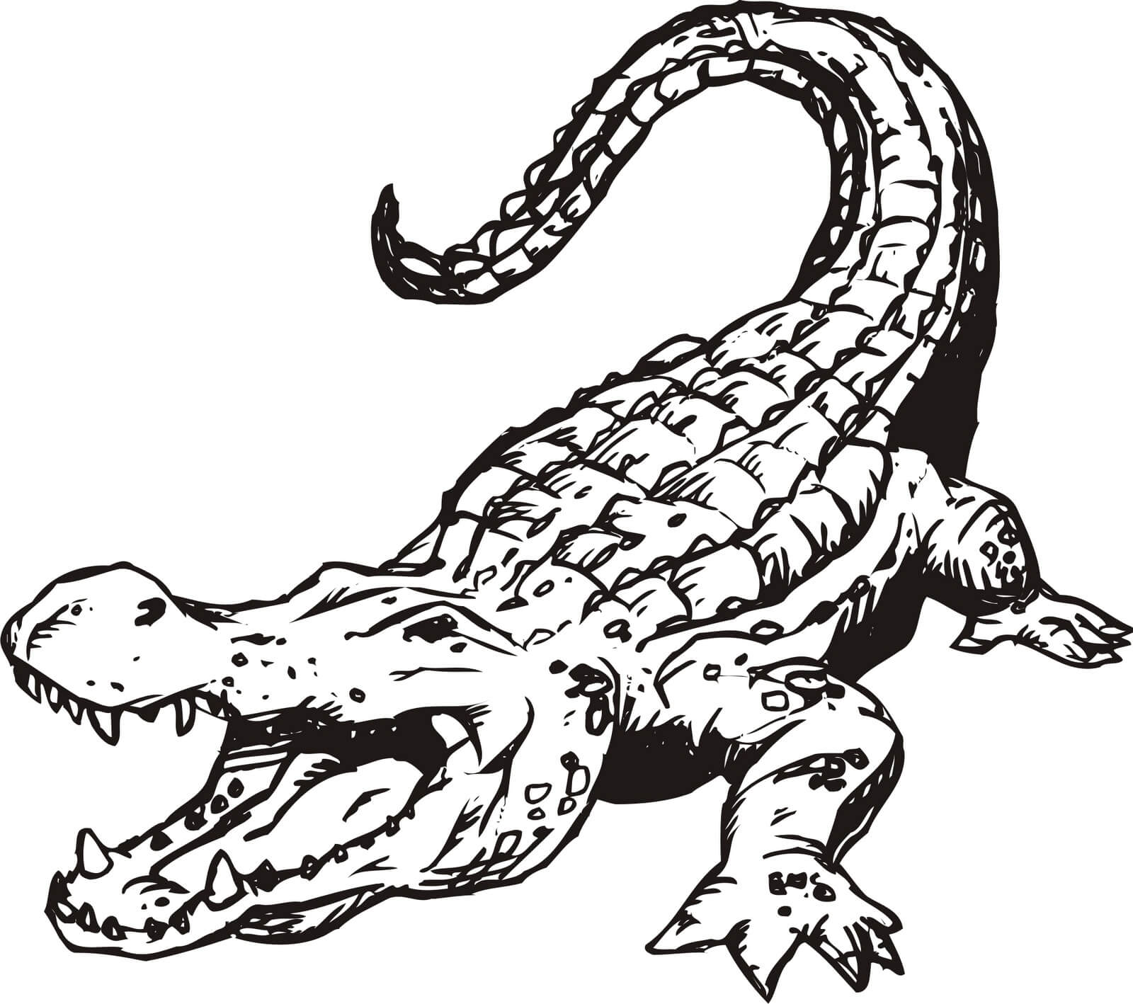 Crocodilo Básico para colorir