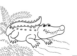 Desenhos de Crocodilo Normal para colorir