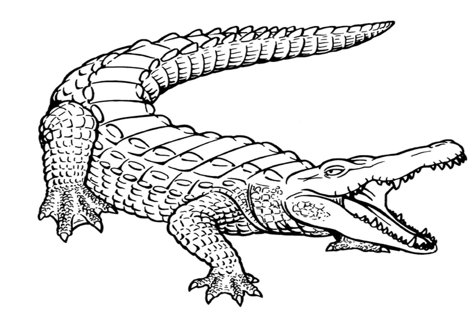 Crocodilo Simples para colorir