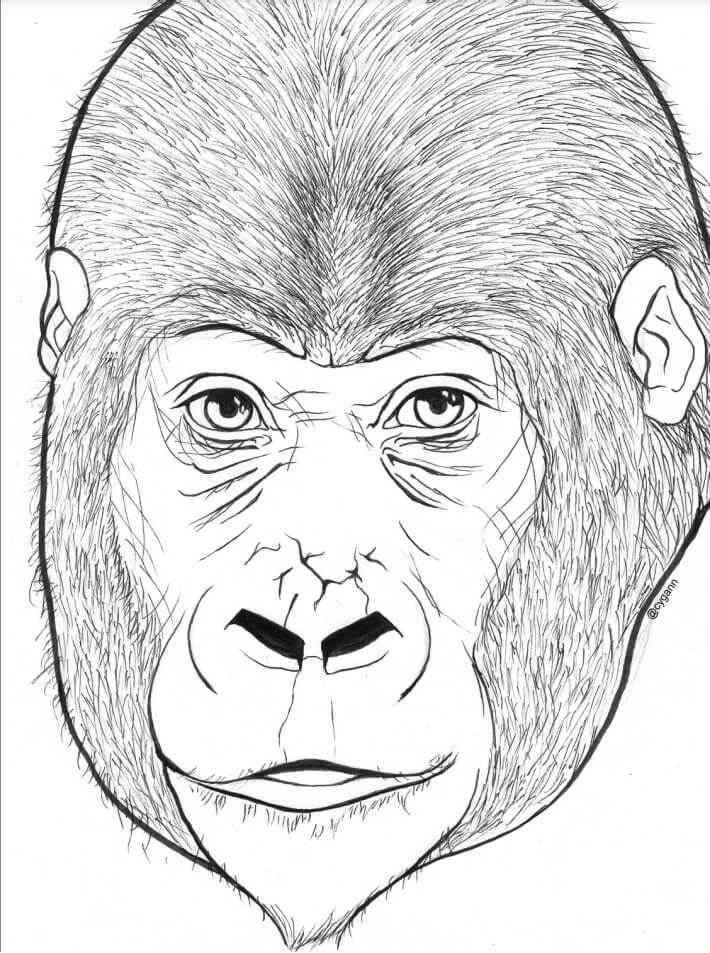Desenho de Cabeça de Gorila para colorir