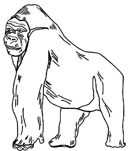 Desenhos de Desenho de Gorila para colorir