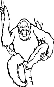Desenho de Orangotango para colorir