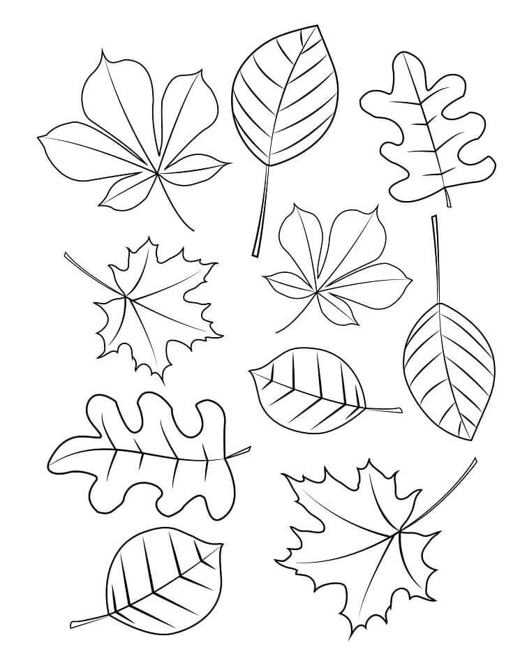 Dez Folhas de Outono para colorir