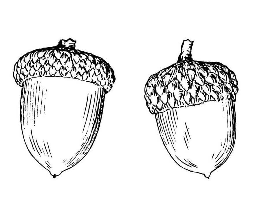 Desenhos de Duas Bolotas para colorir