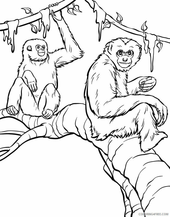 Escalada de dois Orangotangos para colorir