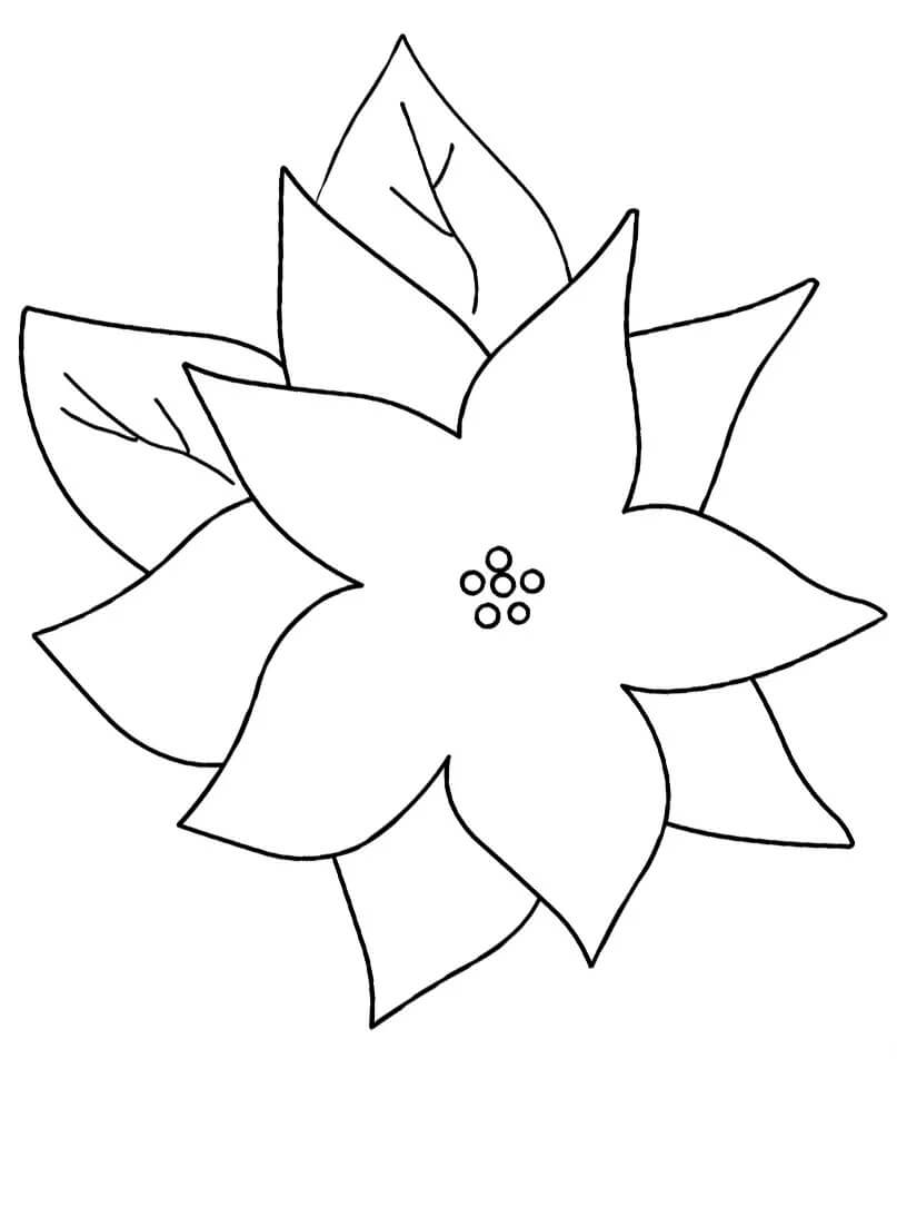 Desenhos de Flor Poinsétia Grande para colorir