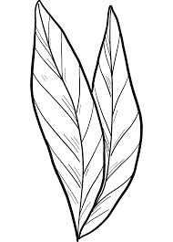 Desenhos de Folha de Louro para colorir