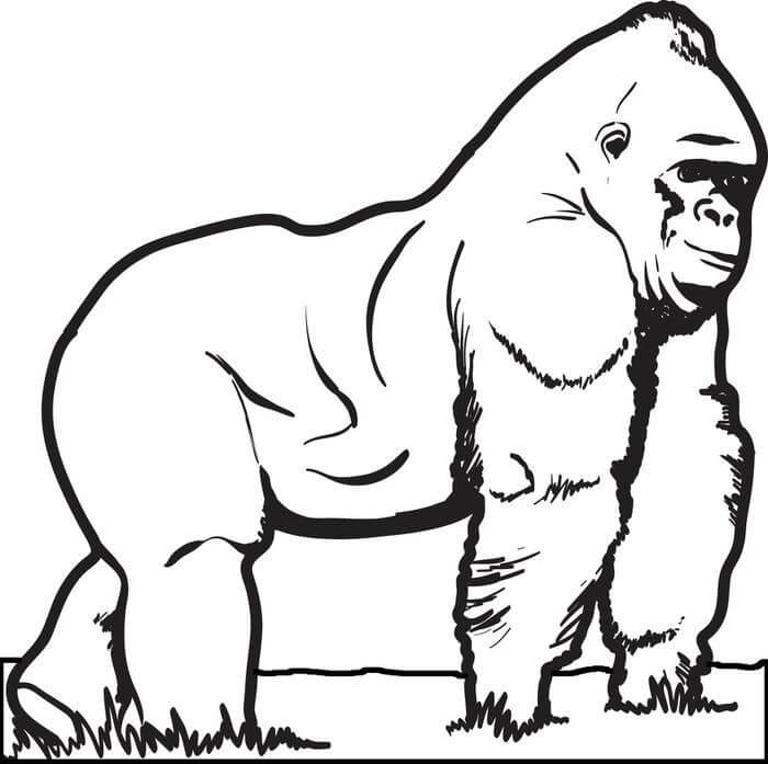 Desenhos de Gorila Básico para colorir