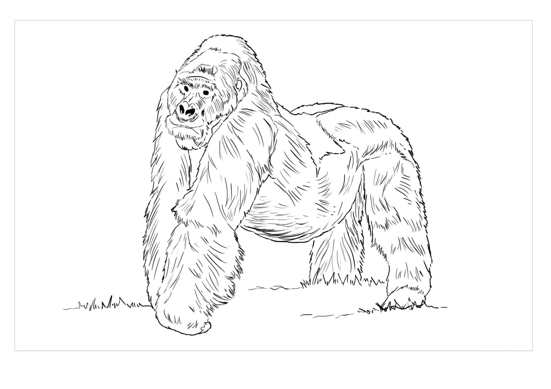 Gorila da Montanha para colorir