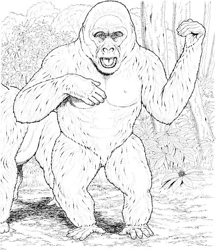 Desenhos de Gorila para Impressão para colorir