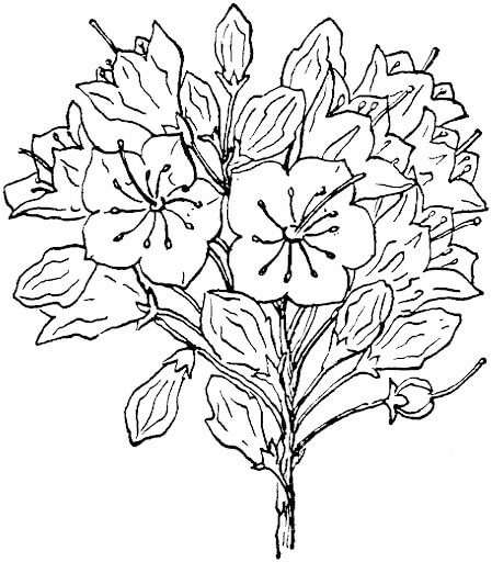 Desenhos de Kalmia Latifolia ou Mountain Laurel para colorir