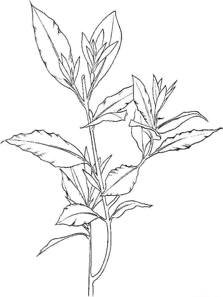 Desenhos de Laurel de Árvore para colorir