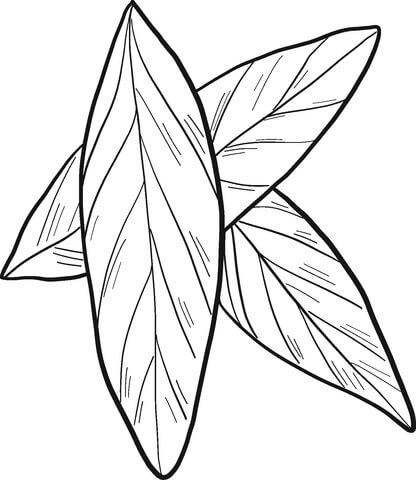 Laurel de Três Folhas para colorir