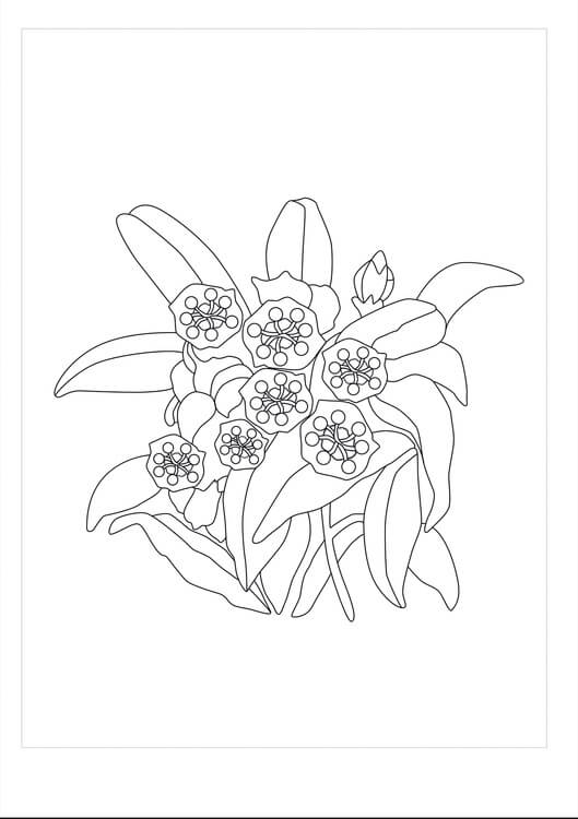 Desenhos de Laurel para Impressão para colorir