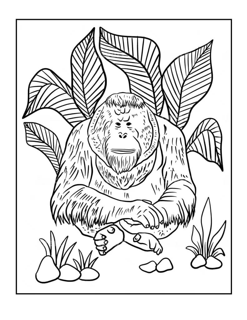 Orangotango de Bornéu para colorir