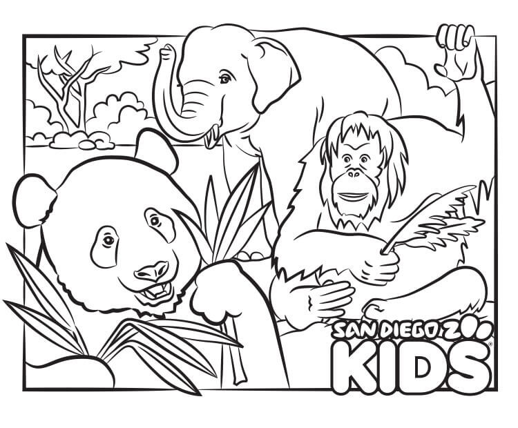 Desenhos de Orangotango, Panda e Elefante para colorir