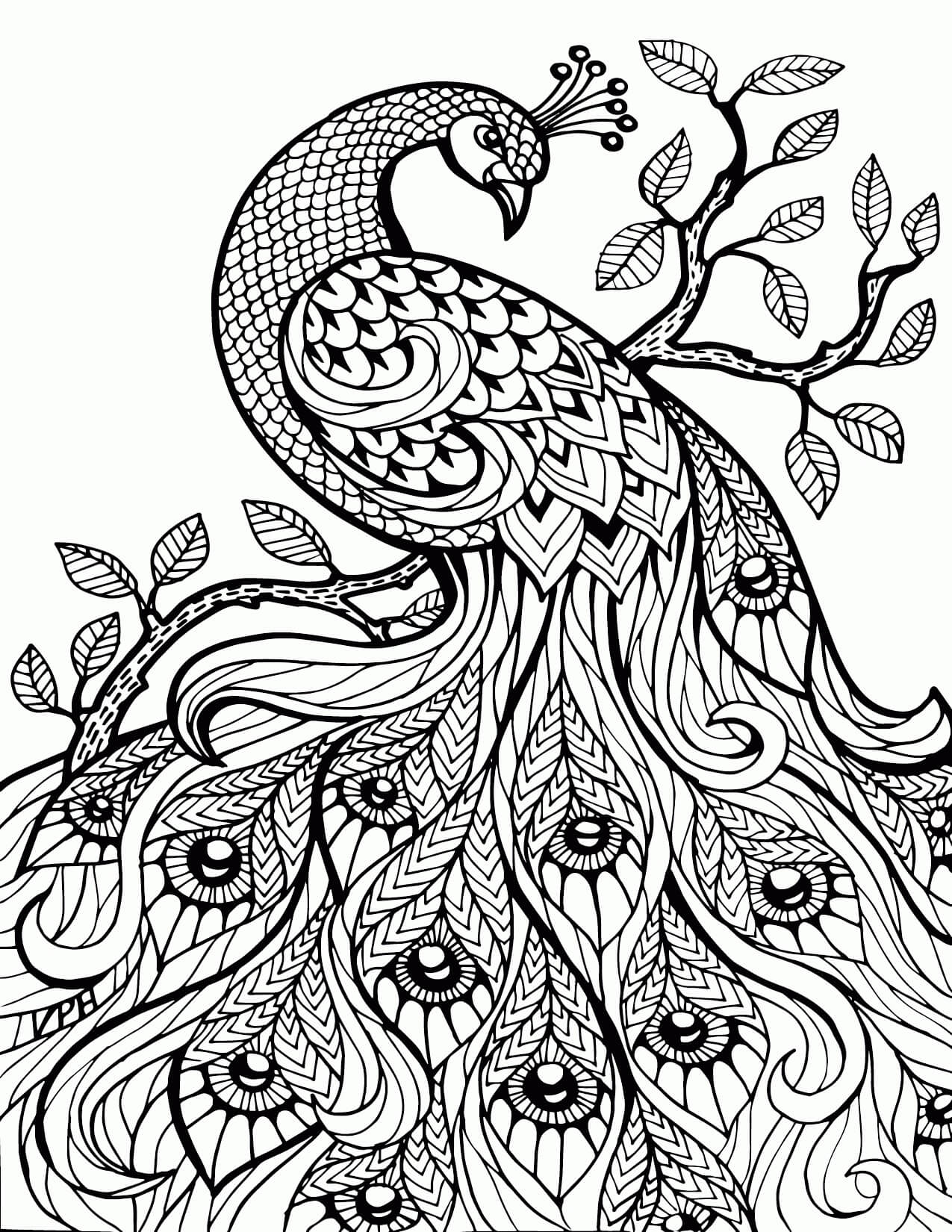 Desenhos de Peacock Stress Relief para colorir