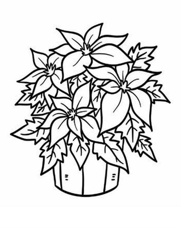 Desenhos de Plantas e Flores de Poinsétia para colorir
