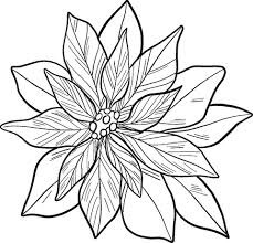 Desenhos de Poinsétia Adulta para colorir