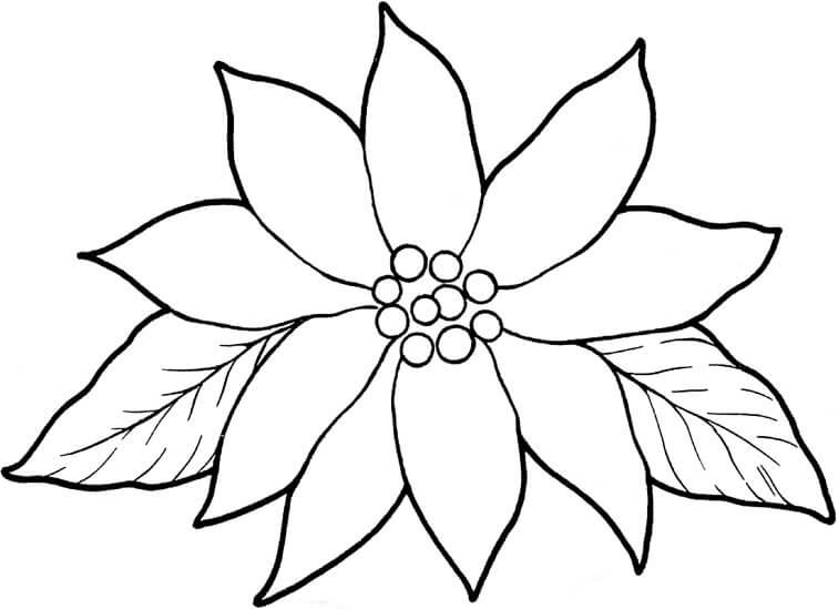 Desenhos de Poinsétia Básica para colorir