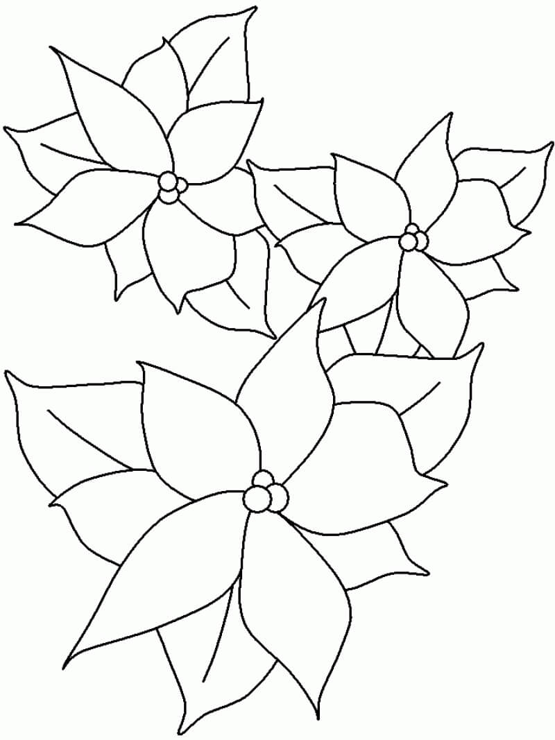 Desenhos de Poinsétia Bonita para colorir