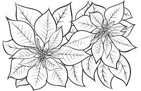 Desenhos de Poinsétia Normal para colorir