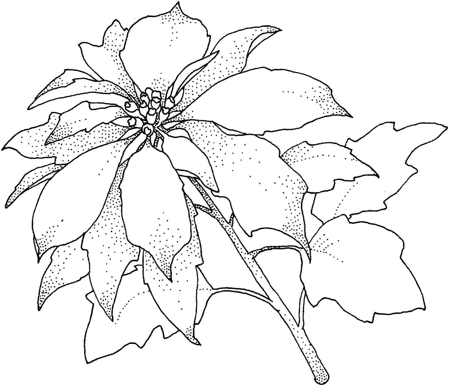 Poinsettia Grátis para colorir