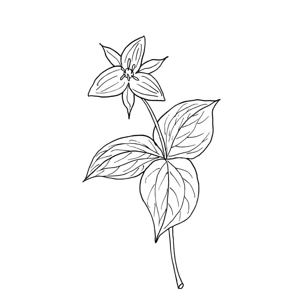Desenhos de Raiz Trillium Beth para colorir