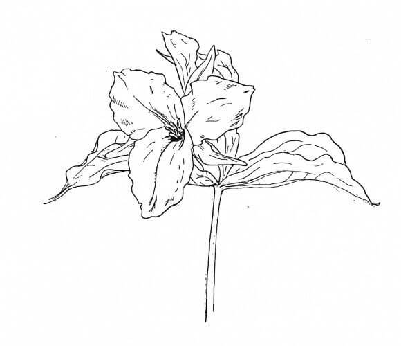 Desenhos de Trillium Incrível para colorir