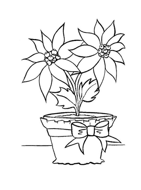 Desenhos de Vaso de Poinsétia para colorir