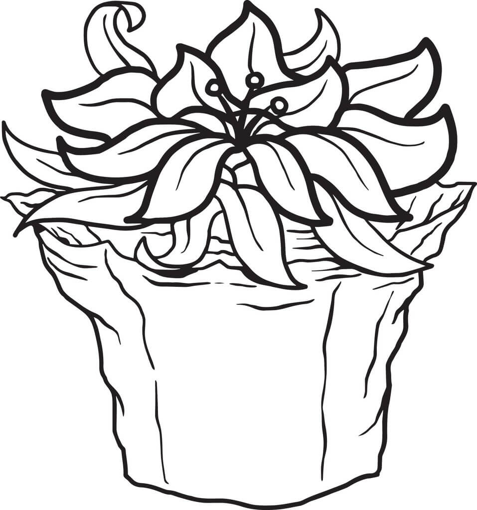 Desenhos de Vaso de Pointettia para colorir