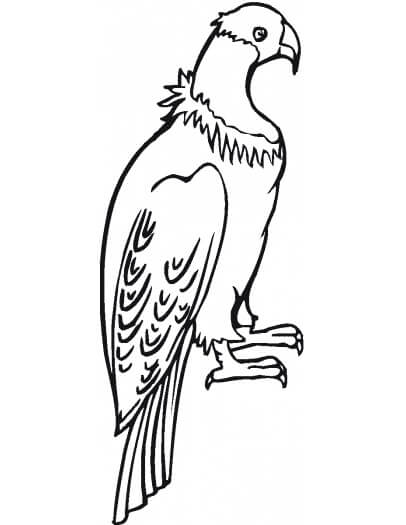 Desenhos de Condor Básico para colorir