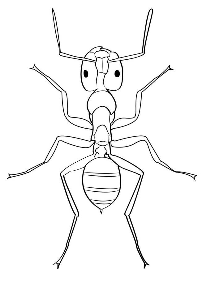 Desenhos de Desenhar Formiga fácil para colorir