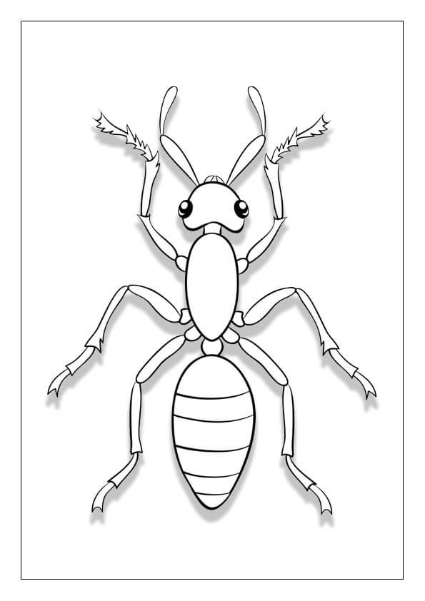 Desenhos de Formiga impressão para colorir